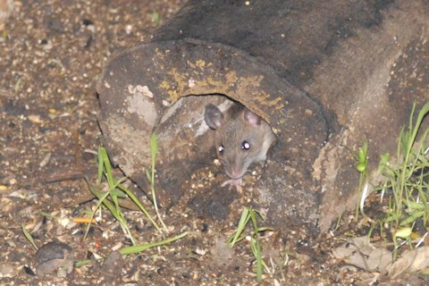 Bush Rat (Rattus fuscipes)